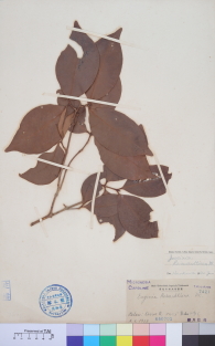 Specimen thumbnail